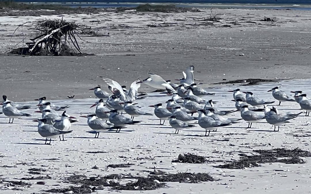 Royal Terns on South Anclote Key