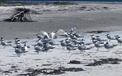Royal Terns on South Anclote Key
